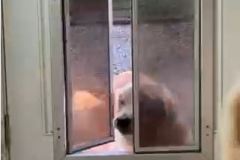 door_dog