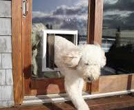 french_door_dog