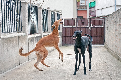 Two salukis playing, one tan and one black, in an urban setting.
