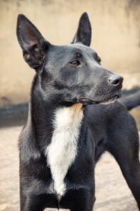 Danish Swedish Farmdog