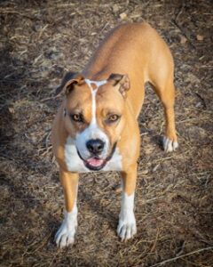 Boerboel Dog Breed 
