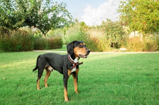 Brazilian Terrier