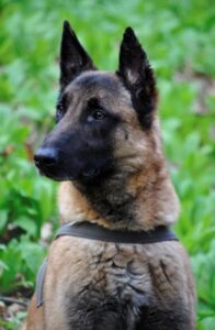 Belgian Sheepdog