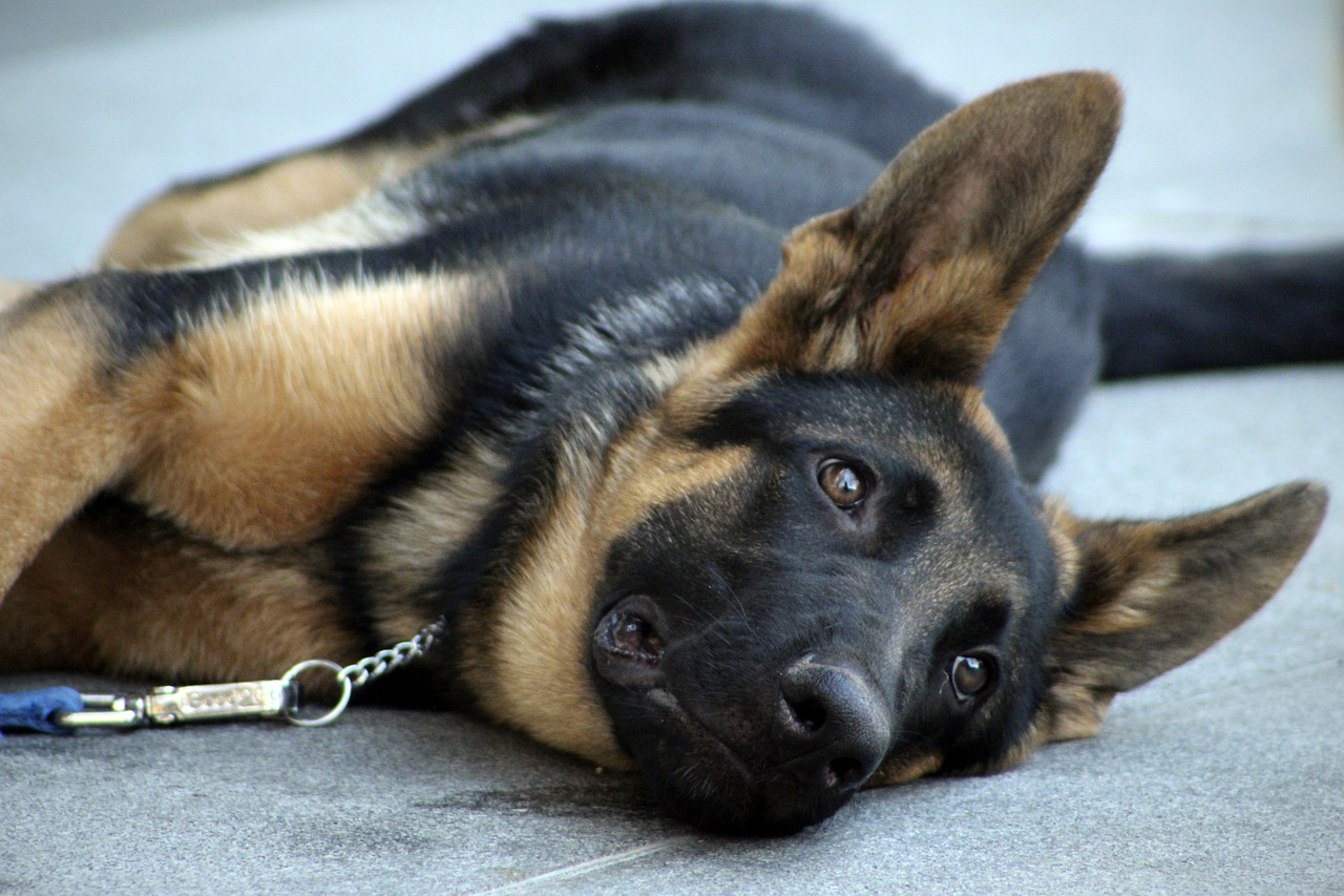 Belgian Sheepdog lying on his side and looking expectantly
