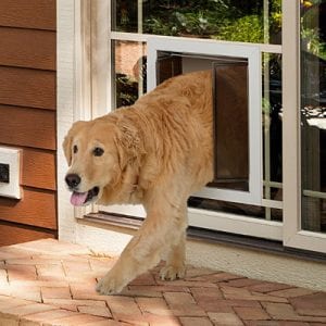 Yellow lab trained to use a pet door by PlexiDor Sliding Glass Series