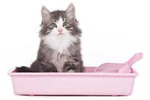 Kitten sitting in a pink litter box