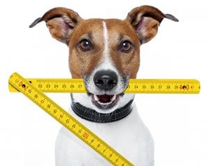 Dog with measuring stick