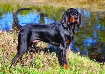 Black and Tan Coonhounds like George Washington's early presidential dogs Drunkard and Tipsy