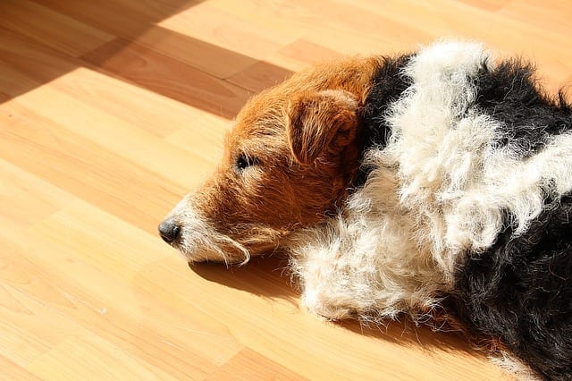 The Fox Terrier was one of the most popular breeds of early 1900s presidential dogs