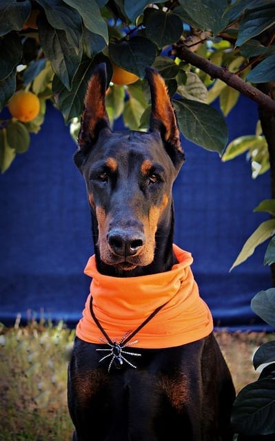 Keep your dog safe during Halloween and keep your darker colored and black dogs inside