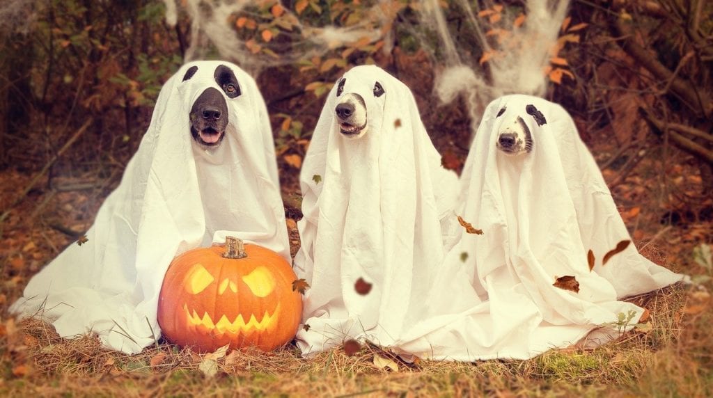 Three dogs wearing sheets dressed as ghosts with a jack-o-lantern at their feet.