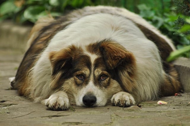 Obesity in dogs is a serious health issue