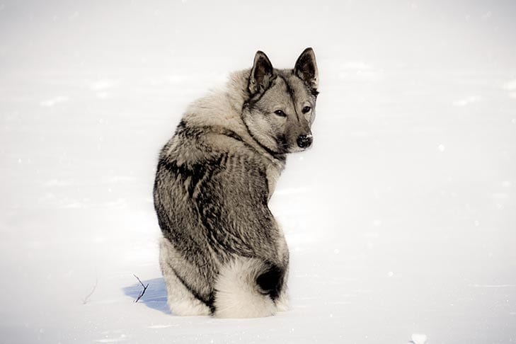 The Norwegian Elkhound is one of the best dogs for cold weather