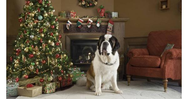 Beethoven's Christmas Adventure is a Christmas dog movie with a talking dog