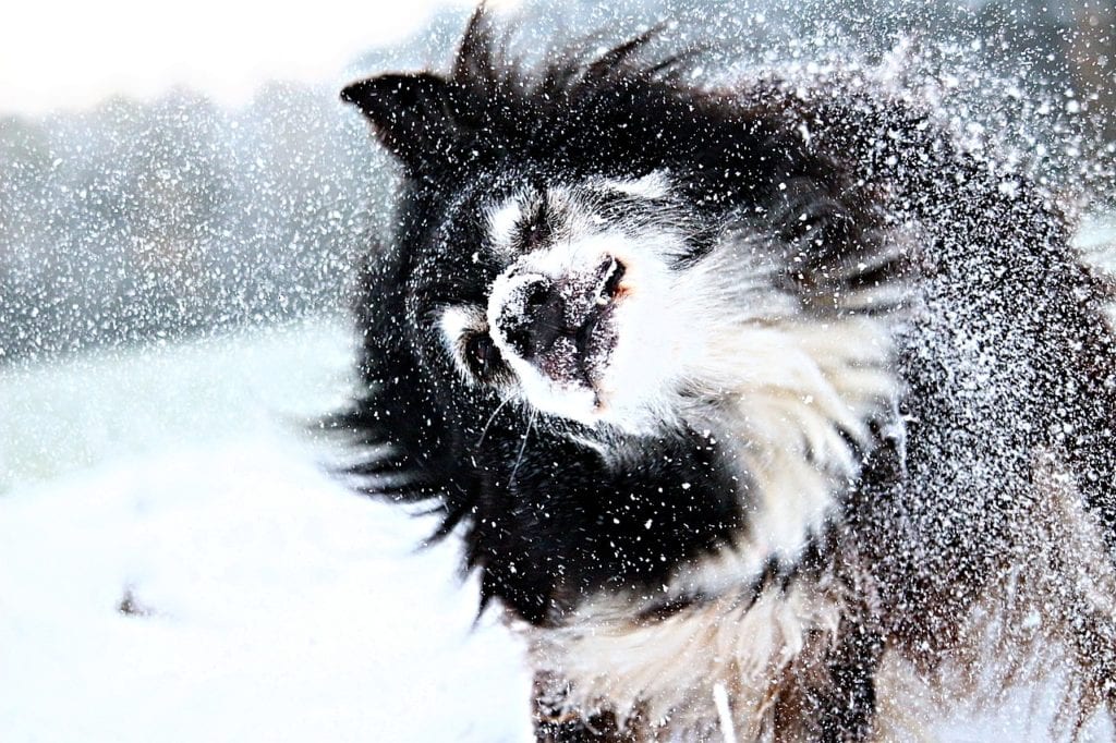 This Collie is shaking off the snow and ice