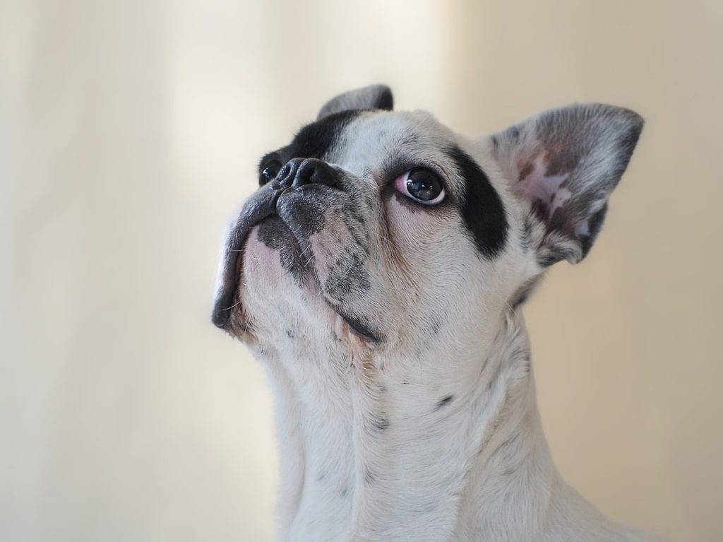 White with black spots French bulldog looking up