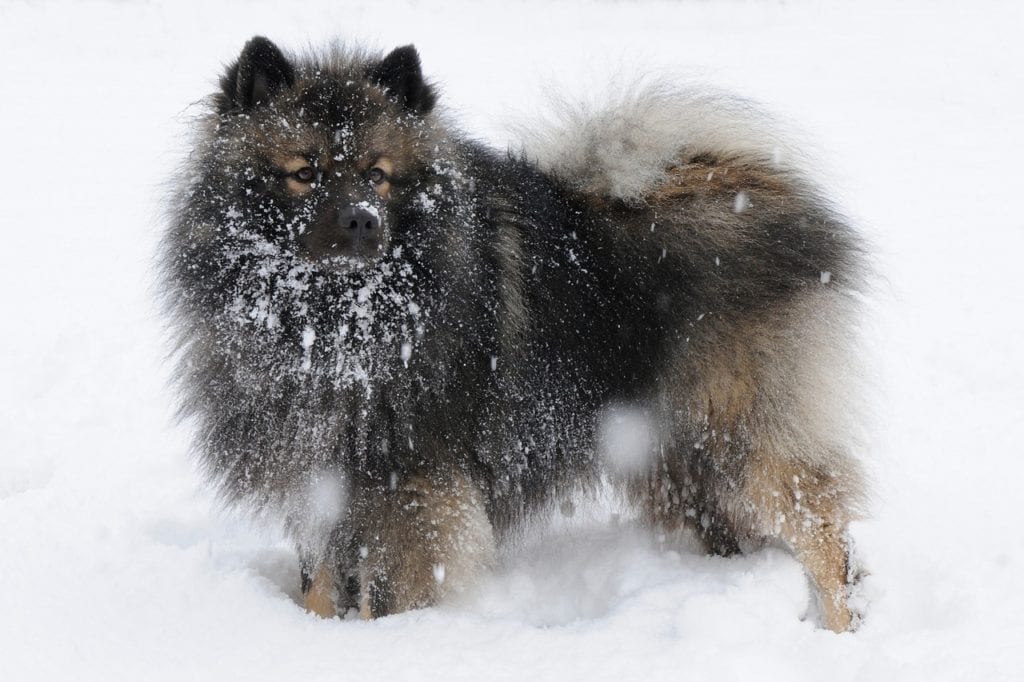 The Keeshond is a feisty dog made for cold temperatures