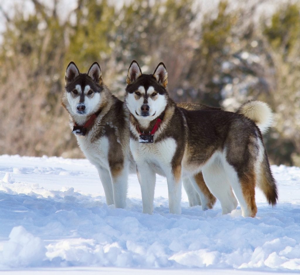 The Alaskan Malamute is a great snow sledding dog