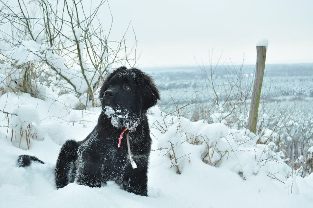 The Newfoundland is one of the best dogs for cold weather
