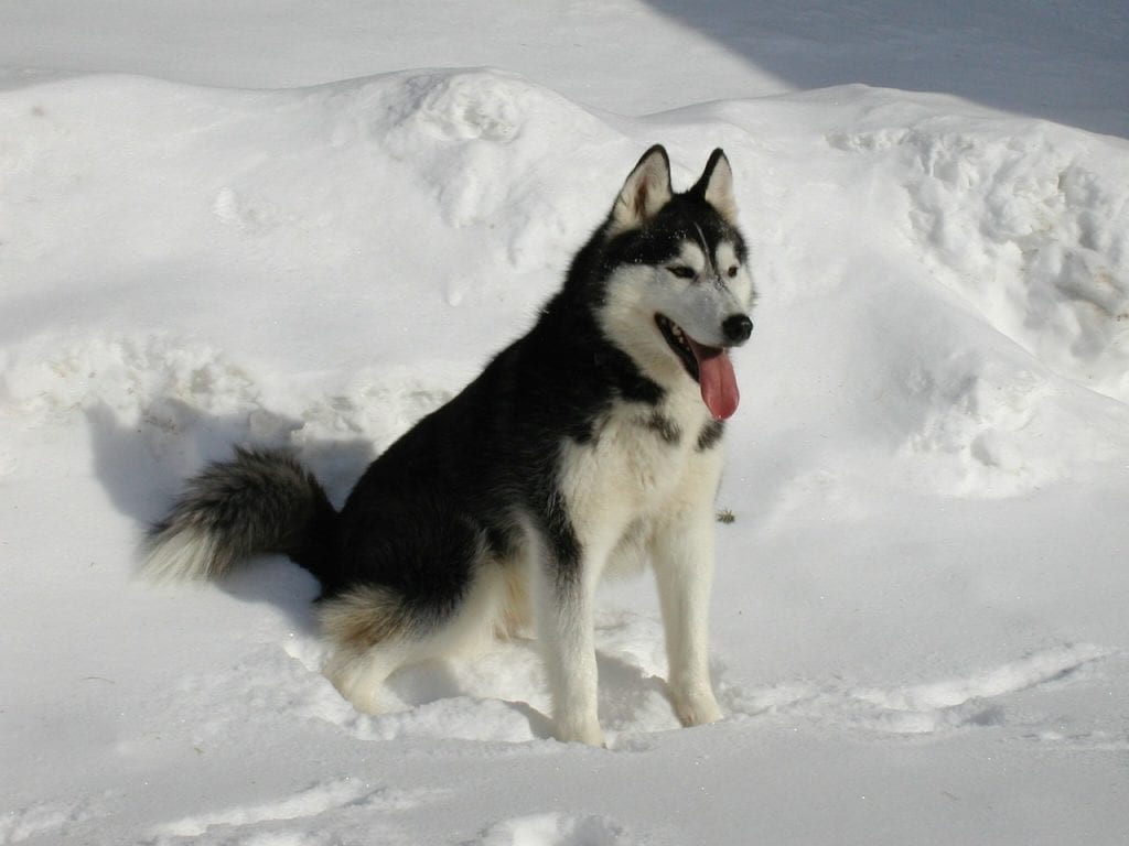 The Siberian Husky is one of the best dogs for cold weather