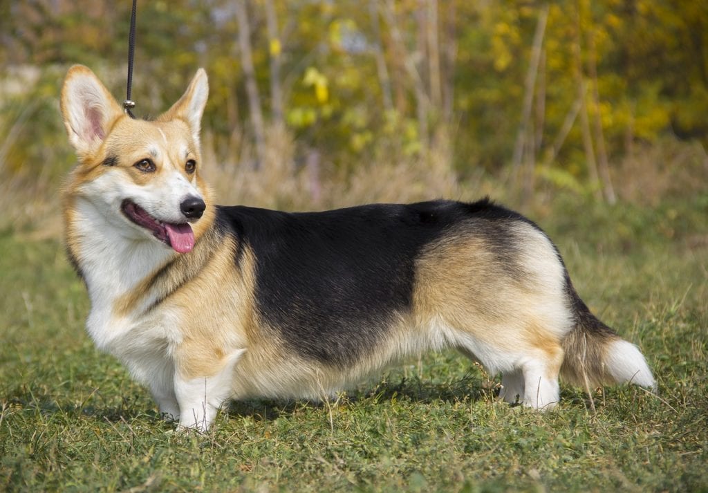 Pembroke Welsh Corgis  make great family pets.