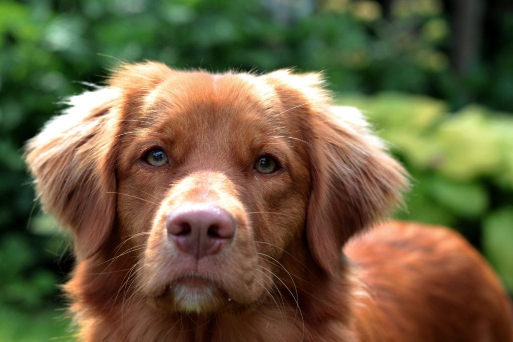 The Duck Tolling Retriever characteristically has white markings on its face, tail, chest and/or feet.
