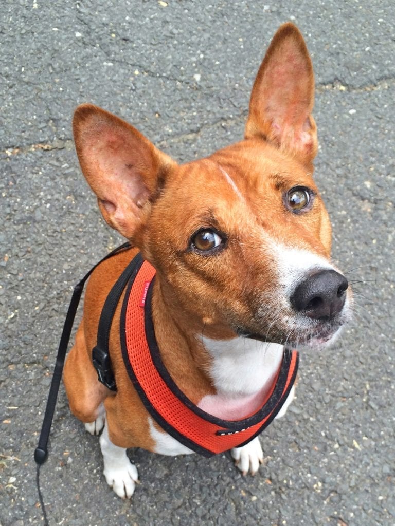 Basenji with Hooded Ears