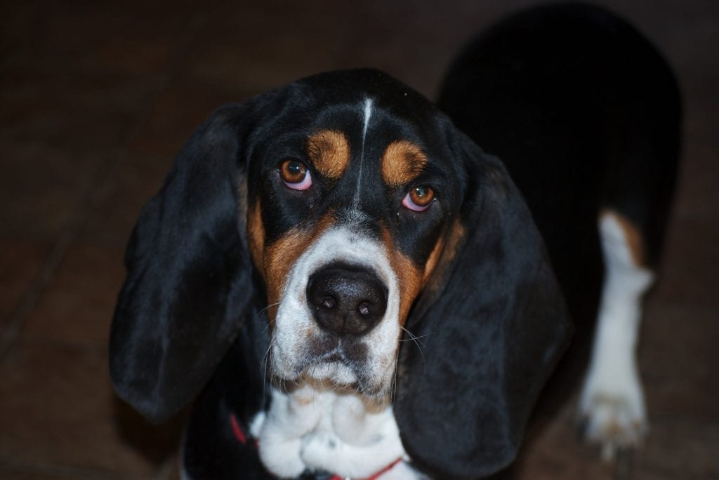 Bassett Hound with drop ears