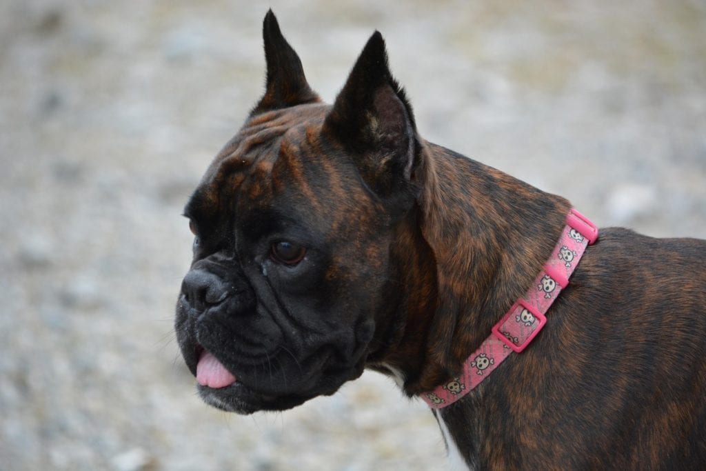 Boxer with cropped ears