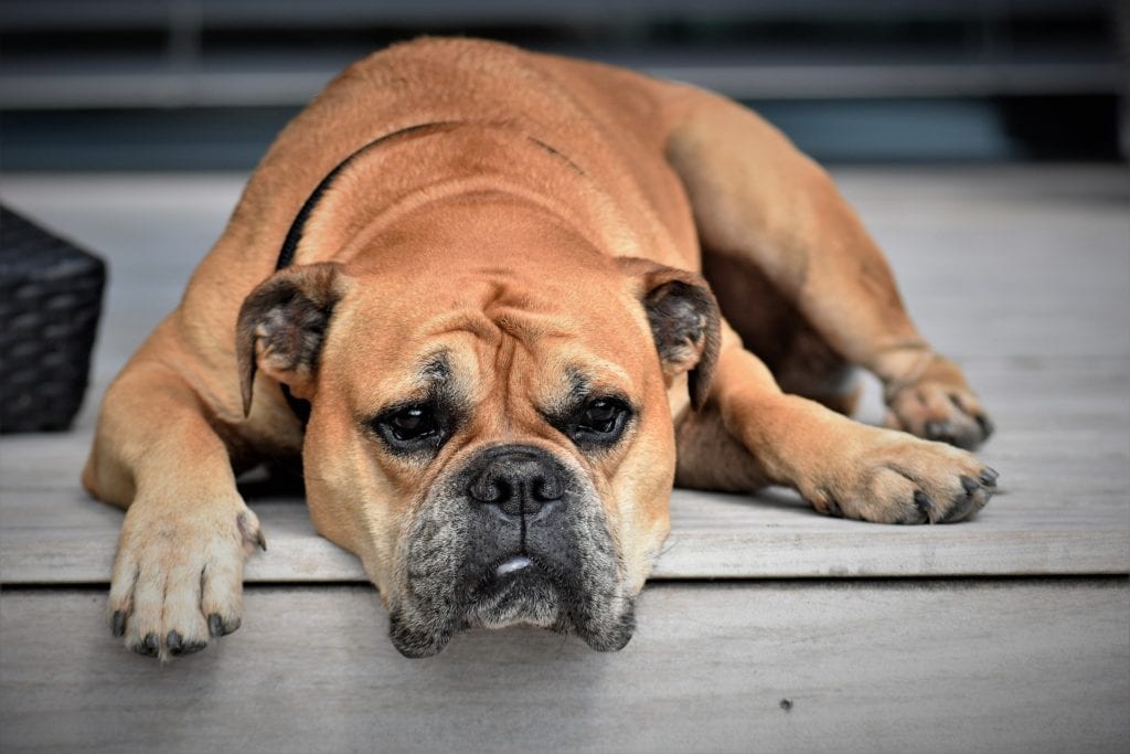 Bulldog with Rose Ears