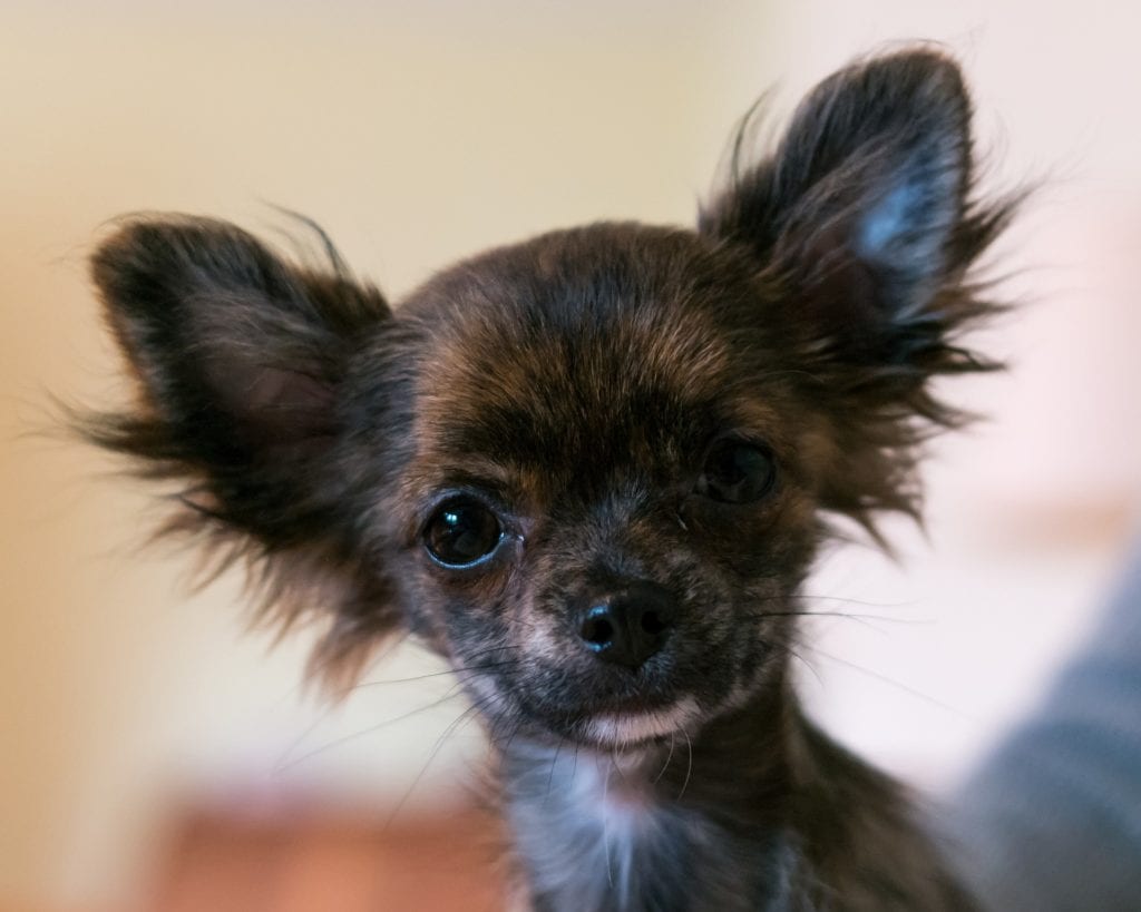 12 Dogs With Pointy Ears — Dog Breeds With Bat Ears