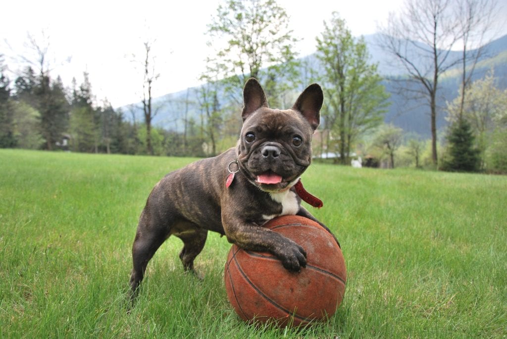 French Bulldog with Rounded Ears