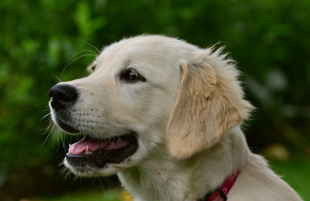 Golden Retriever with V-Shaped Ears