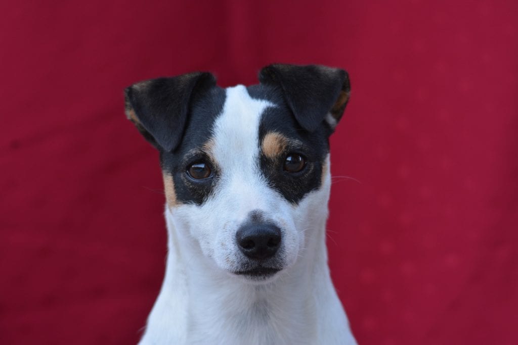 Jack Russell Terrier with Button Ears