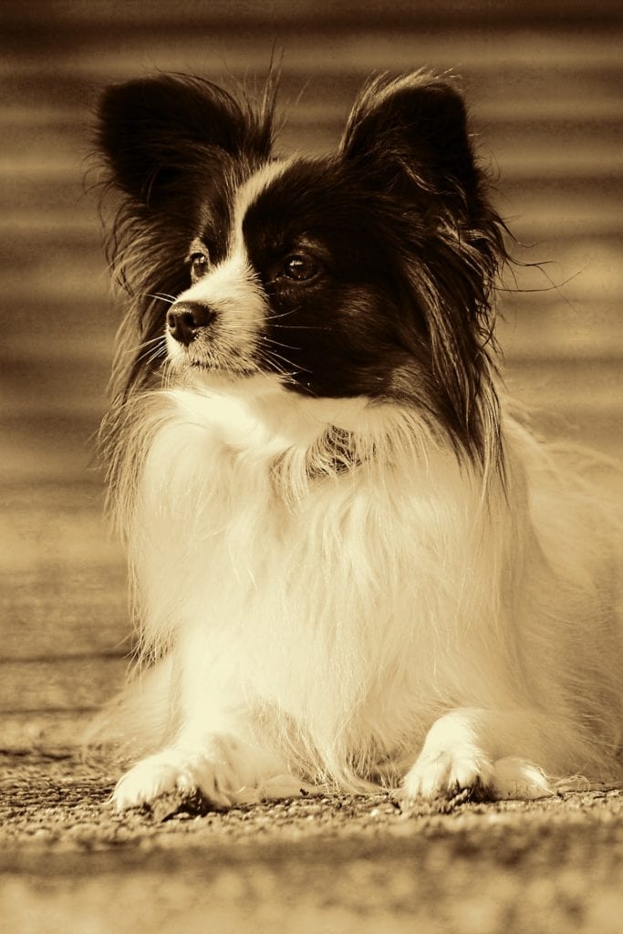 Papillion with Butterfly Ears