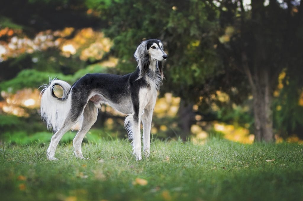 This feathered Saluki Sighthound is beautiful with black and white coloring.