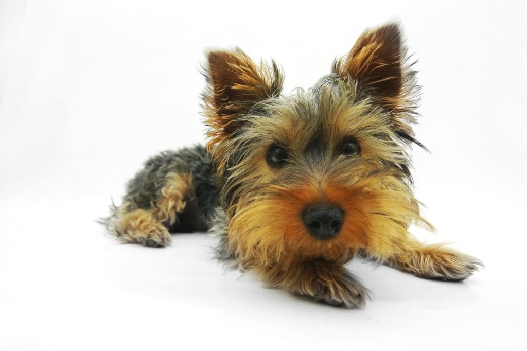 Yorkshire Terrier has the common dog ear type of upright ears