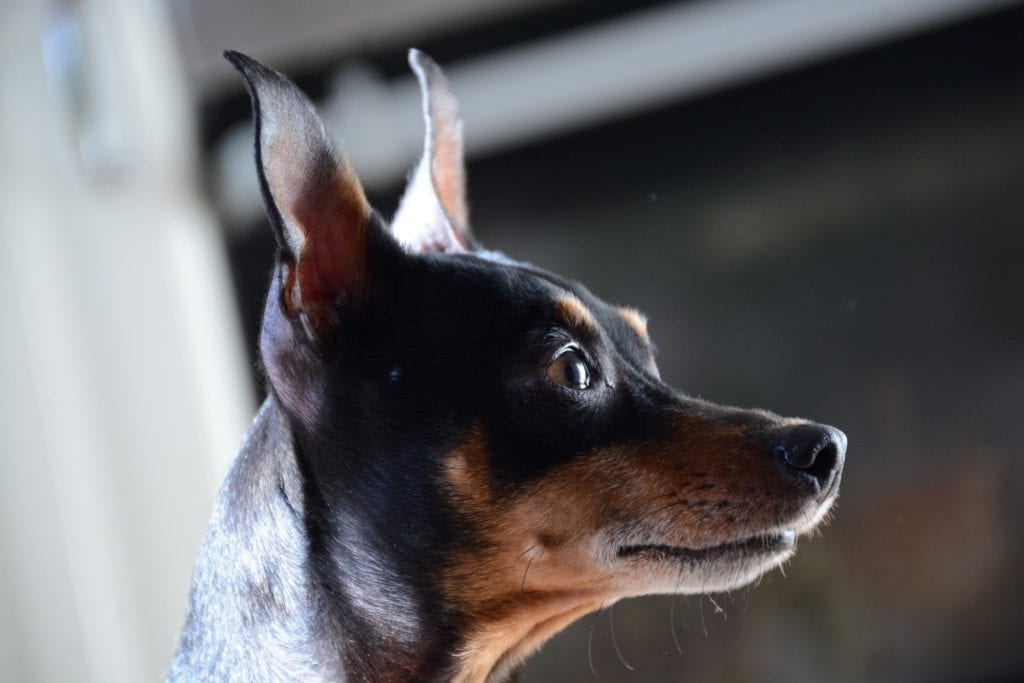 Miniature Pinschers have erect ears and a proud attitude