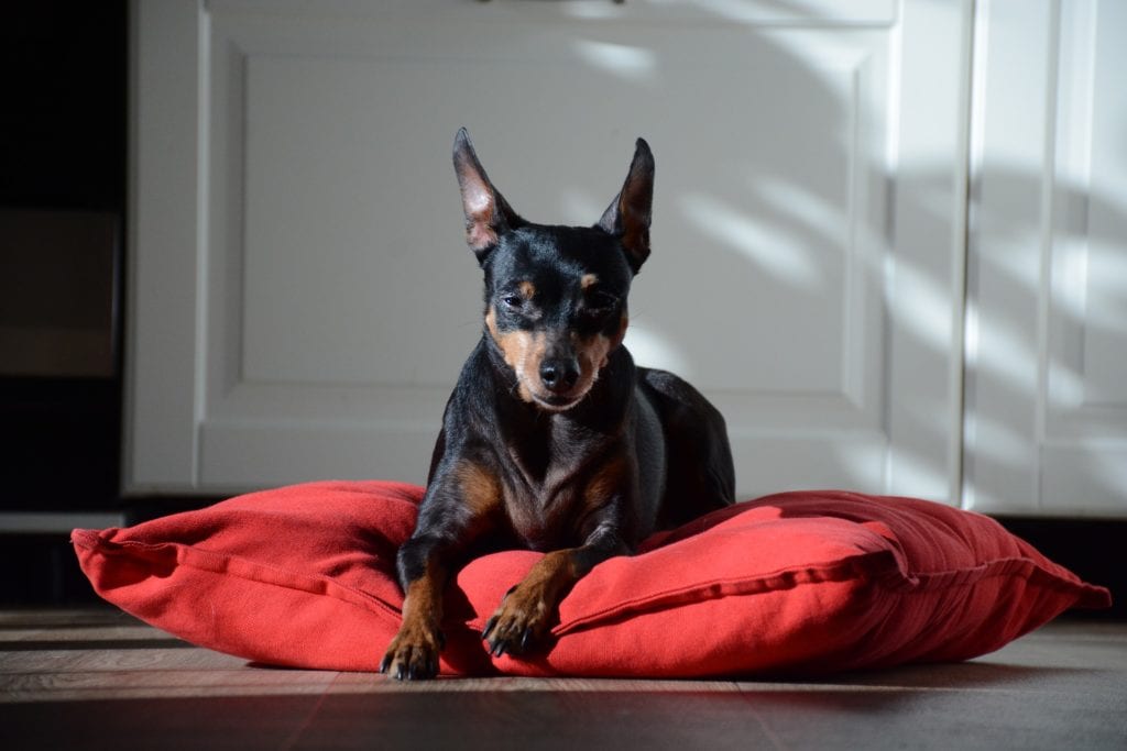 Black and rust Miniature Pinscher resting on a maroon pillow