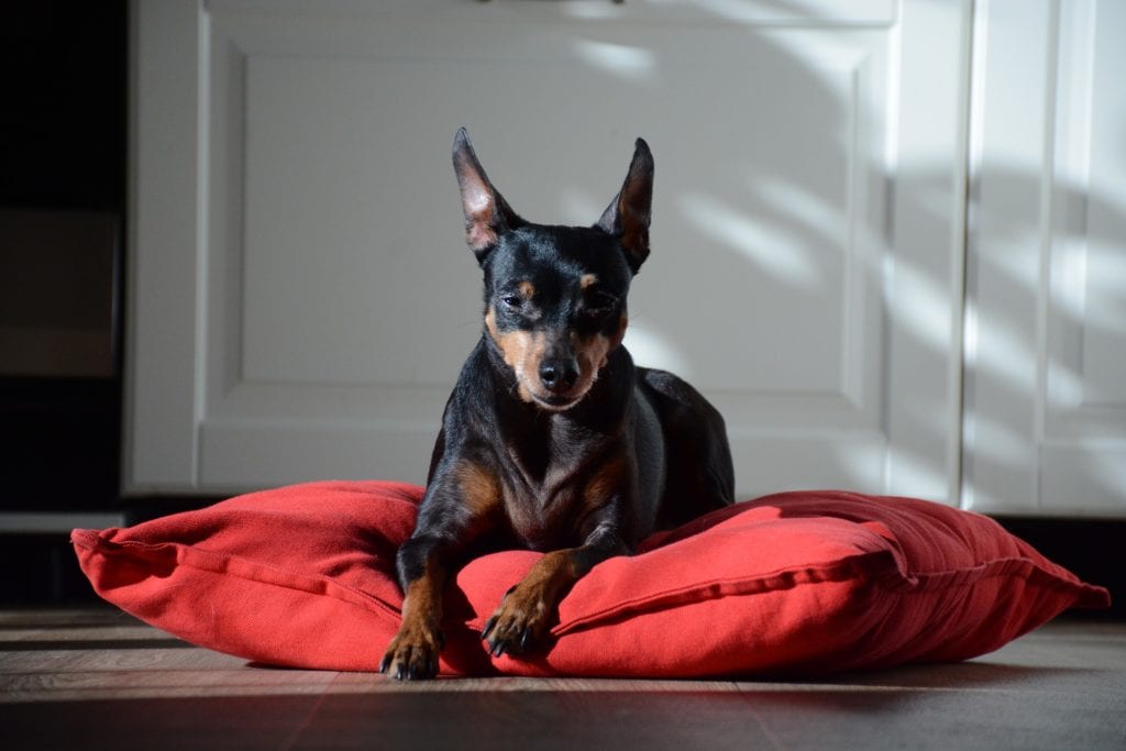 how much does a miniature pinscher dogshed