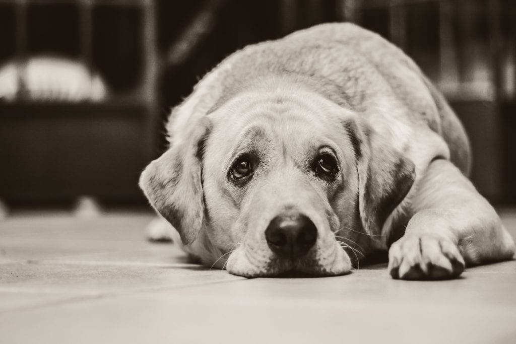 Observation is the best way to see signs your dog is sick