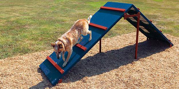 The A-frame is one of the common dog agility course obstacles.