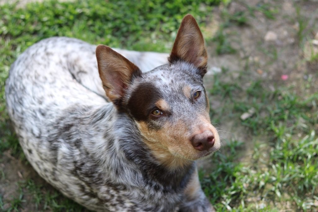 Australian Cattle Dog laying in grass