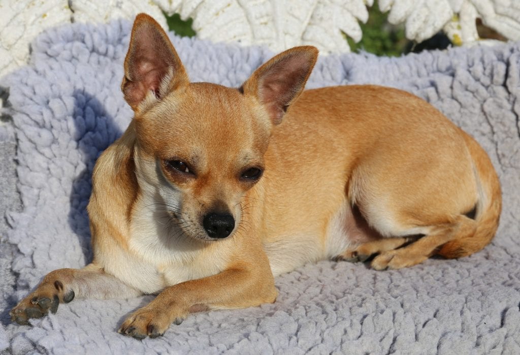 Standard short-haired Chihuahua