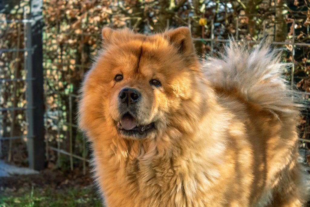 Purple tongued Chow Chow