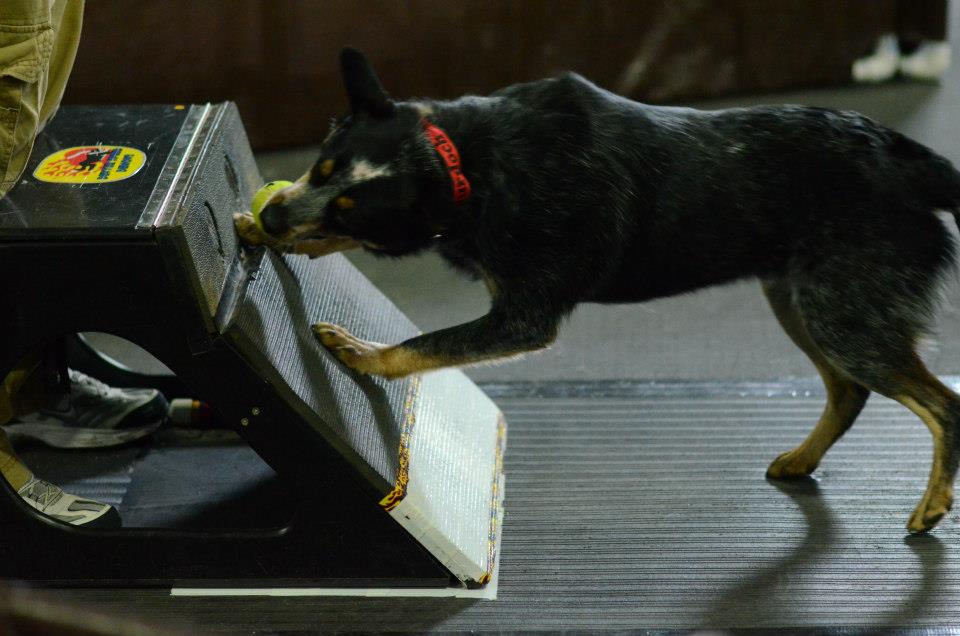 Australian Cattle Dog releasing tennis ball