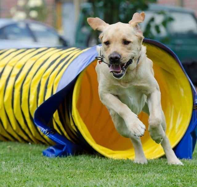 This golden labrador retriever is exiting an opened ended tunnel in an agility event.