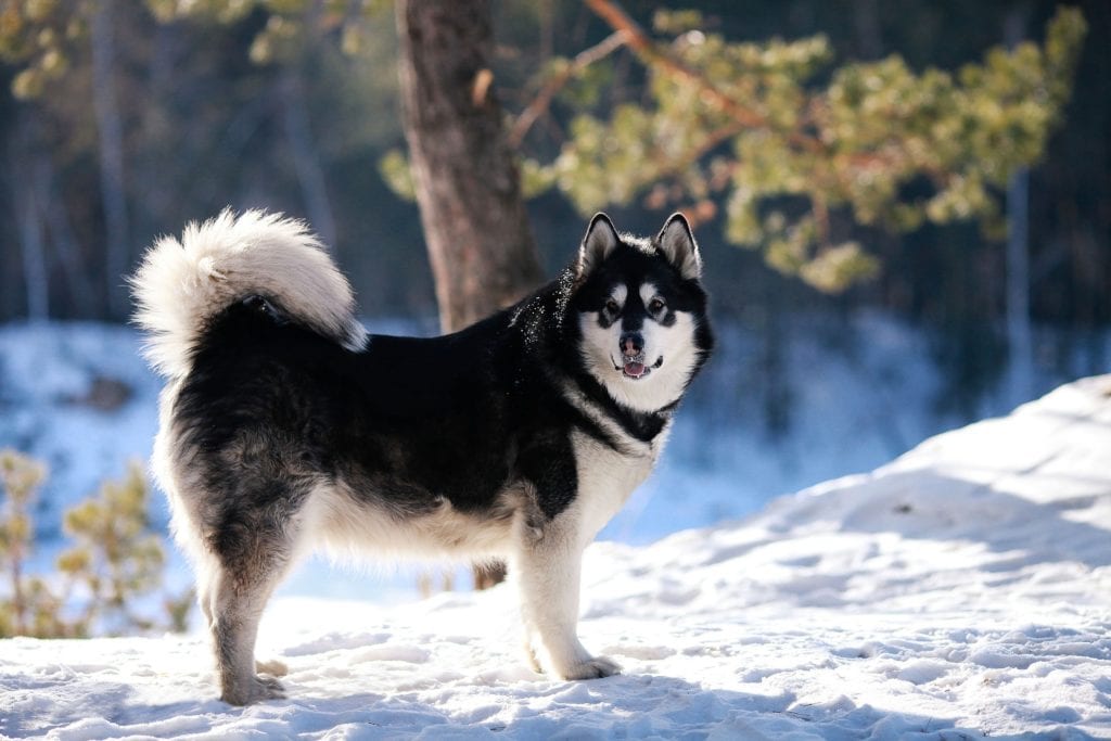 Black and white Alaskan Malamute