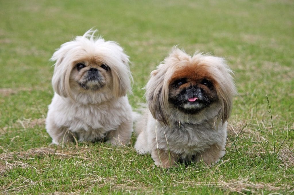 Two flat faced Pekingese