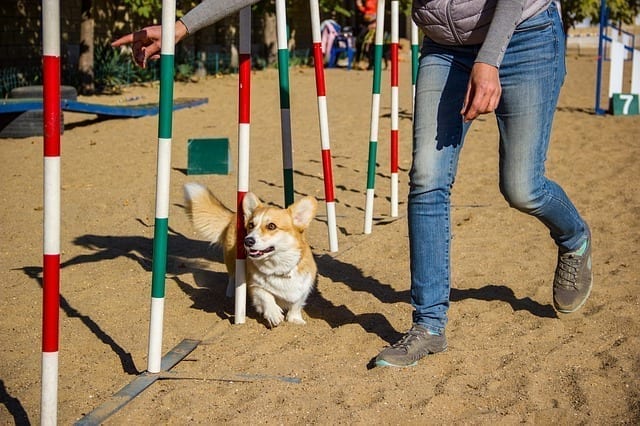 The weave poles are one of the common dog agility course obstacles.
